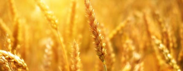 wheat in field agaainst sunny backdrop