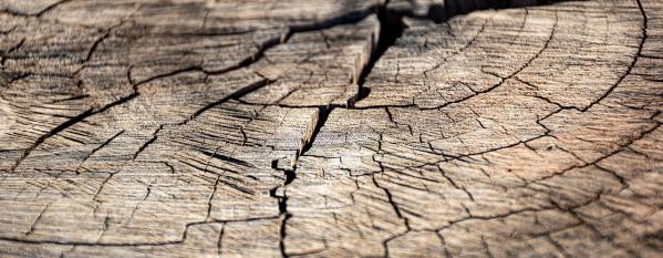 tree trunk wood